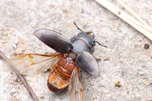 Serrognathus titanus platymelus