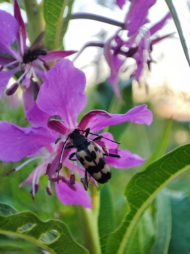 three-banded longhorn beetle