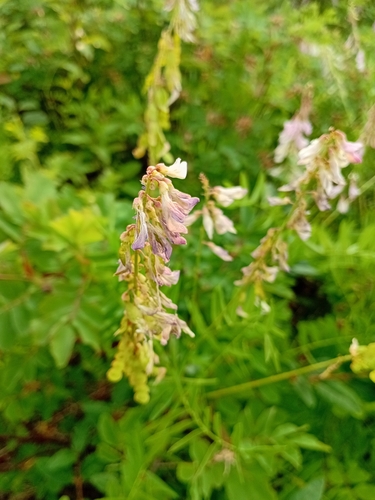 Alpine Sweet-vetch