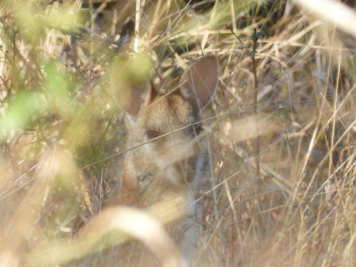 Agile Wallaby