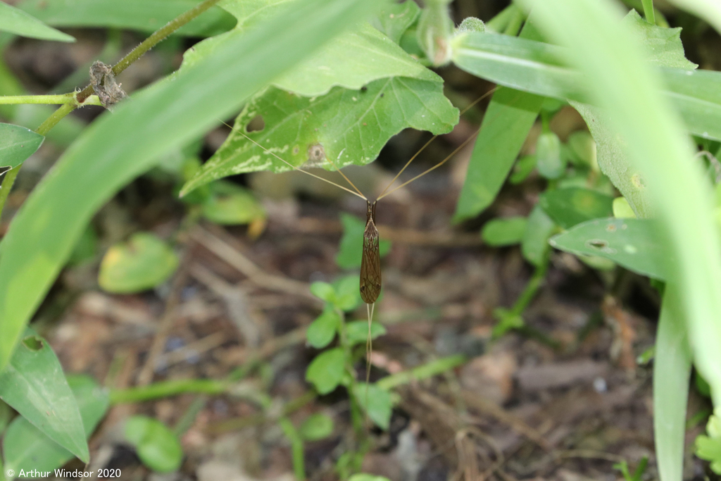 Tipulinae from Fort Drum WMA, Indian River County, FL, USA on April 22