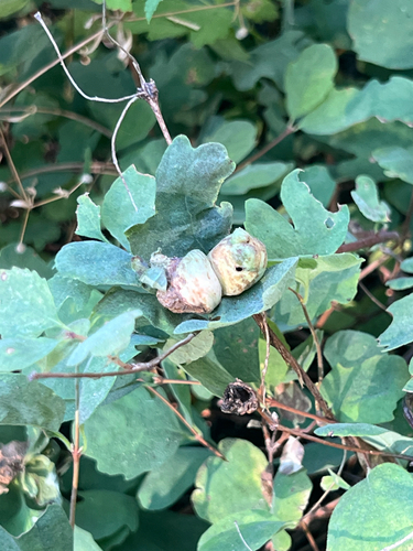 iNaturalist observation photo of Snowberry Sawfly