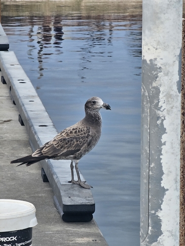 Pacific Gull