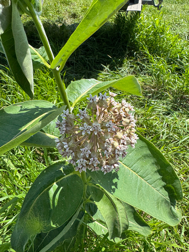 common milkweed