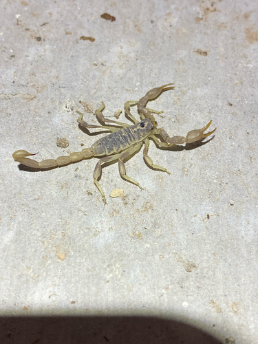 Paruroctonus gracilior