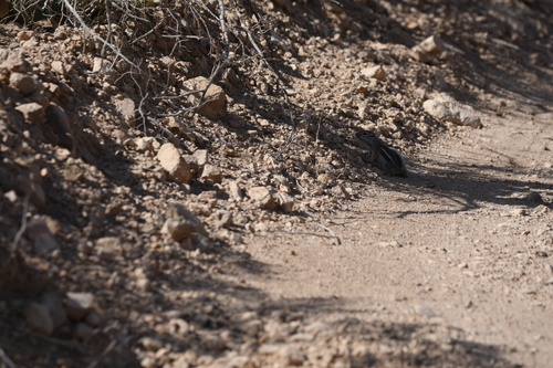 Texas Antelope Squirrel