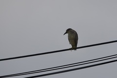 Black-crowned Night Heron