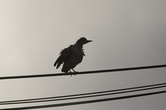 Black-crowned Night Heron