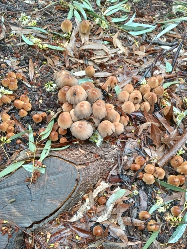 mica cap