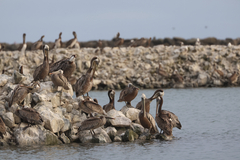California Brown Pelican