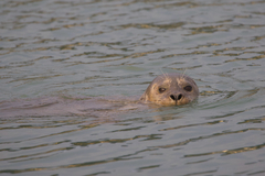 Pacific Harbor Seal