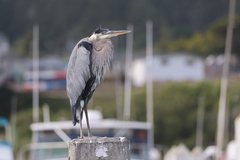 Great Blue Heron
