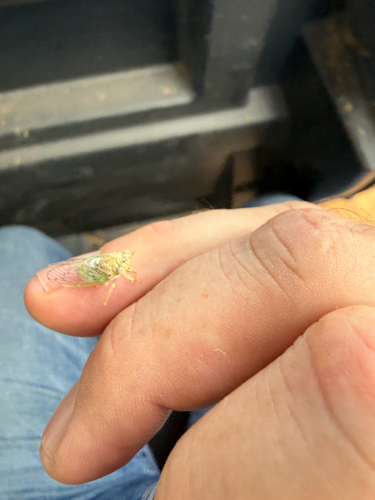 Aridland Cicada
