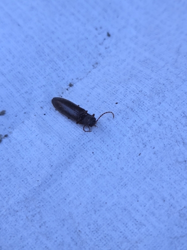 iNaturalist observation photo of Click Beetles