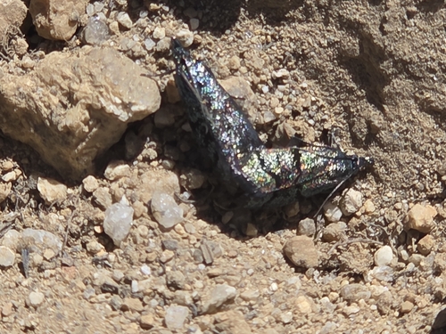 iNaturalist observation photo of Butterflies and Moths