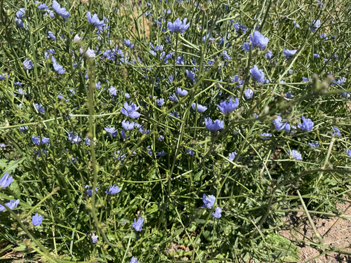 chicory