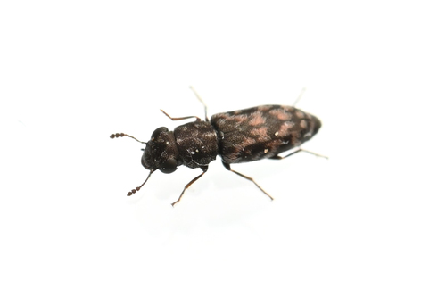 Elacatis ocularis