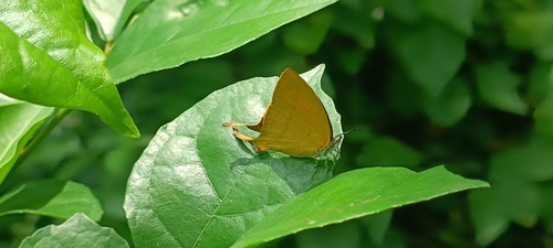 Common Yamfly