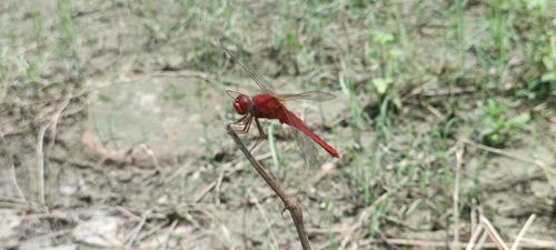 Scarlet Skimmer