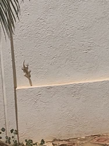 Sierra Leone Wall Gecko
