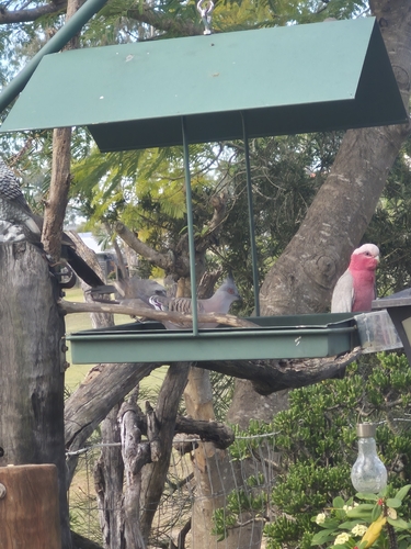 Crested Pigeon