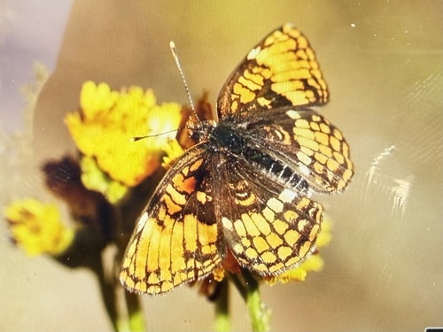 iNaturalist observation photo of Hoffmann's Checkerspot