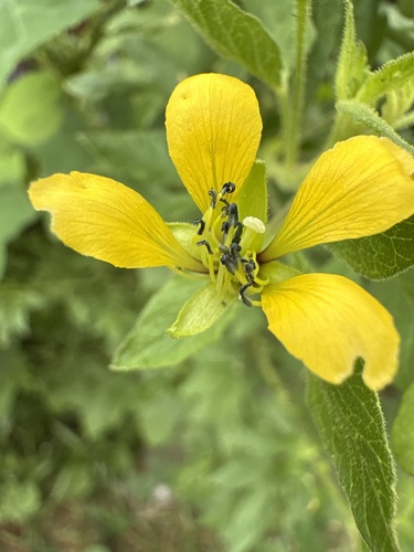 Asian Spiderflower