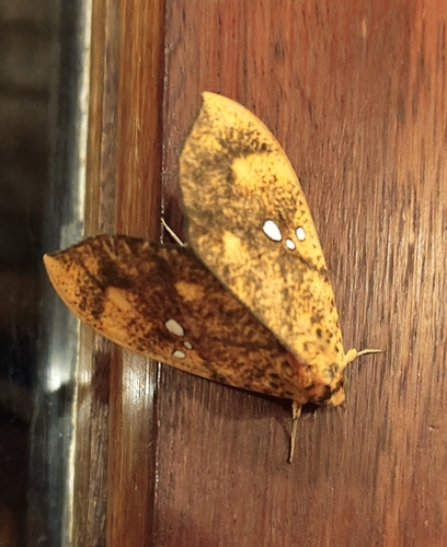 Scarlet Underwing