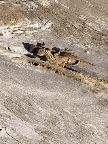 Common Dwarf Gecko