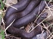 Smooth Snake