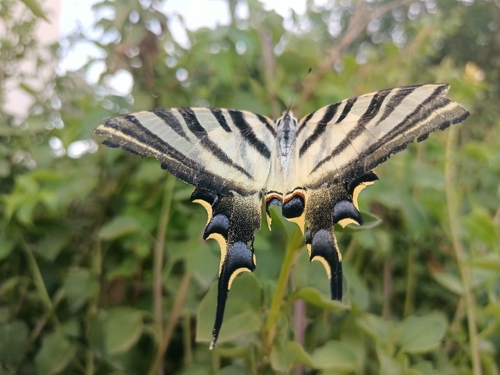 Iberian Scarce Swallowtail