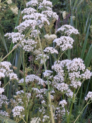 common valerian