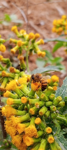 Western Honey Bee