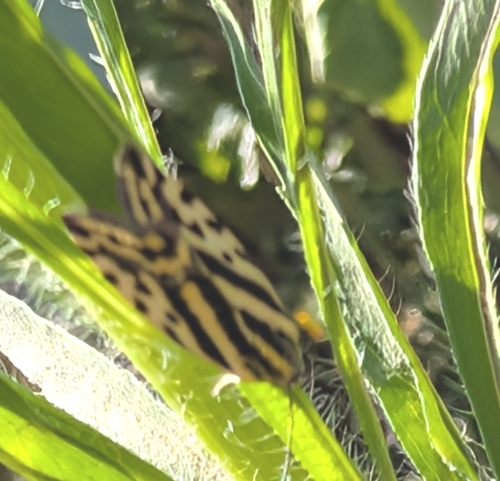 Spotted Sulphur