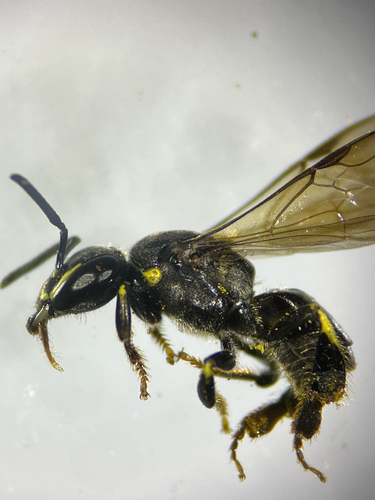 Plebeiella lendliana