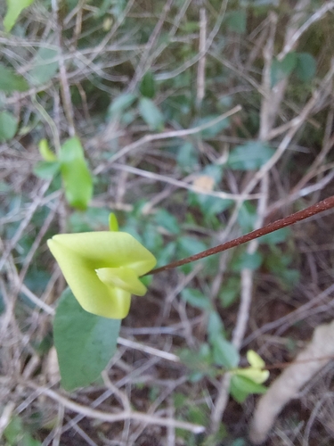 axillaris