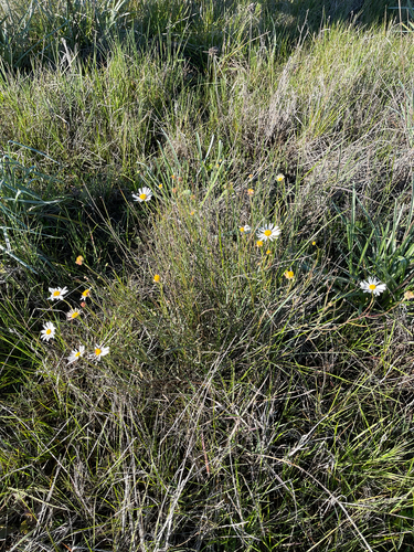 Brachyscome paludicola