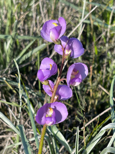 Broughton Pea