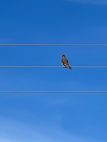 Brown Falcon