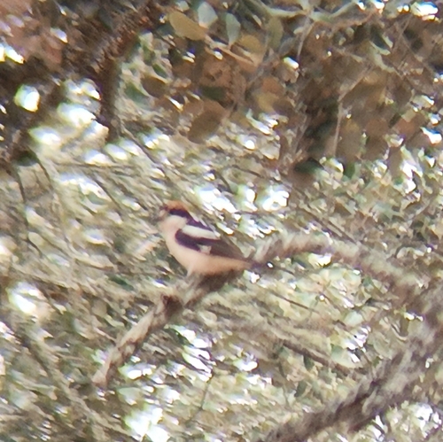 Woodchat Shrike