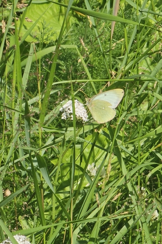 Moorland Clouded Yellow
