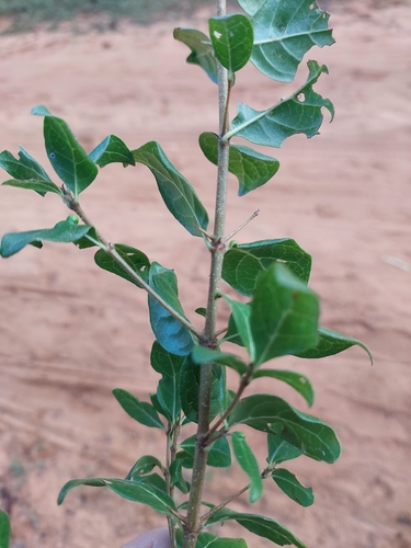 Roughleaf Turkeyberry