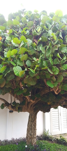 sea grape