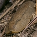 Tan Leatherleaf Slug - Photo (c) Manlio Cuevas, all rights reserved, uploaded by Manlio Cuevas