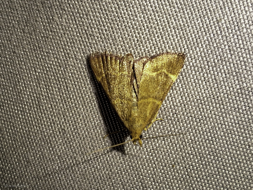 Hypsopygia rubidalis
