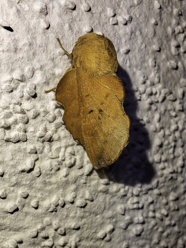 Phyllodesma tremulifolia