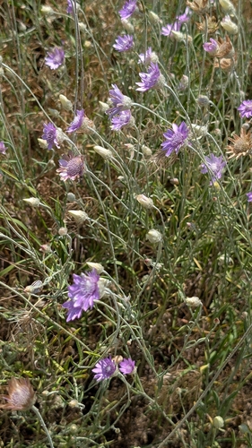 Immortelle