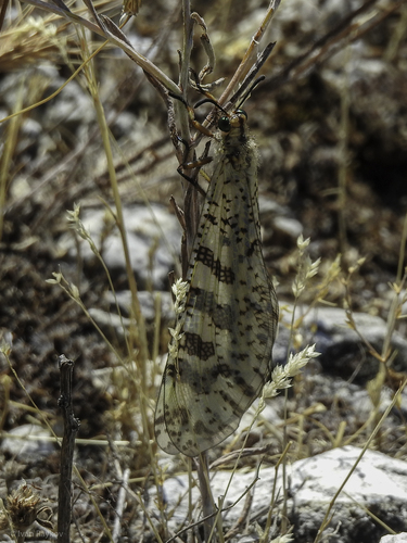 Grand Antlion