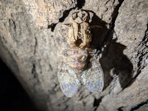 Kaempfer Cicada