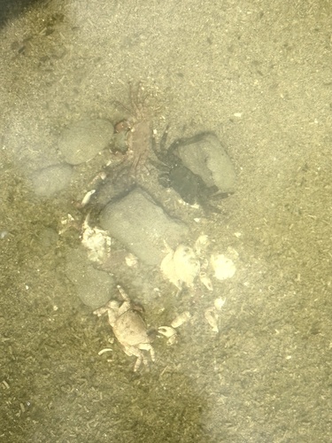 Marbled Crab